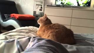 Katze spricht quotplappert alles nachquot XD [upl. by Rehsa424]