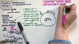 Plasmid design bacterial expression vector [upl. by Macey629]