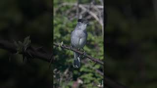 LE CHANT DE LA FAUVETTE À TÊTE NOIRE  BLACKCAP SINGING [upl. by Ahsilyt]