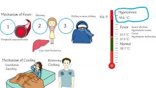 Body Temperature Fever Hyperpyrexia vs Hyperthermia heat stroke [upl. by Kavanagh]