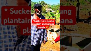 💪💯INCREDIBLE FARM TOUR JAMAICAN FARMER’S Message to YOUNG Farmers [upl. by Austina]