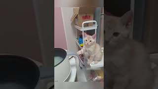 fyp foryou funny cat tiktok catsoftiktok funnycat [upl. by Akemrej445]