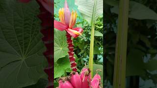 Pink banana blossoms 🇨🇷 Costa Rica [upl. by Arissa]