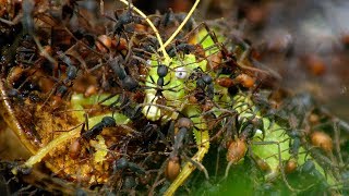 Army Ants Rampage Through The Forest  The Hunt  BBC Earth [upl. by Israel]