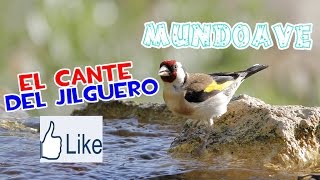 El cante del Jilguero [upl. by Suivatal]