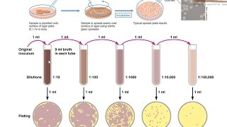 Viable cell count [upl. by Fillander]