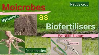 Microbes as Biofertilisers Microbes in Human Welfare [upl. by Bathelda]