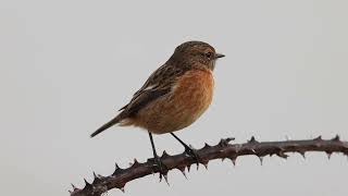 Stonechat [upl. by Neill]