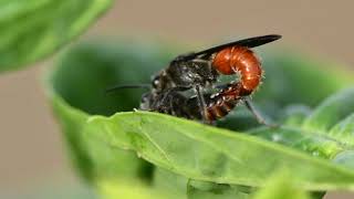 Insect Mating filmed with Micro Lens [upl. by Ttik128]