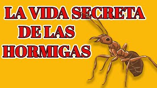 LA ASOMBROSA VERDAD SOBRE LAS HORMIGAS ❗🐜  Documentales  Datos fascinantes sobre las hormigas [upl. by Lien]