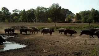 HELDERVARKEN Biologische varkensboerderij t Helder WinterswijkHuppel [upl. by Gaut]