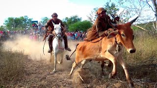 AQUI É DIFERENTE pega de boi no mato na Fazenda Formosa São João do Piauí [upl. by Africa]