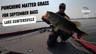 Punching Matted Grass for September Bass on Lake Guntersville [upl. by Idnac59]