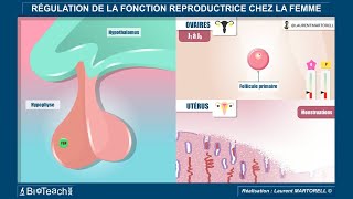 La régulation de la fonction reproductrice chez la femme [upl. by Helm]