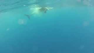 Mako Shark Eats Sailfish [upl. by Atalee]