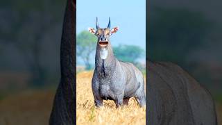 Nilgai Comedy Video funny cow shortvideo shorts [upl. by Sascha]