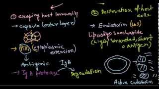 Neisseria meningitidis pathogenesis [upl. by Alayne]