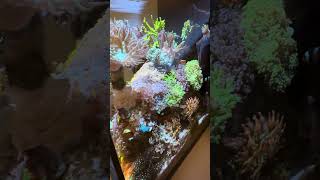 Time to trim the Euphyllia Garden Hammer Frogspawn and Octospawn Coral [upl. by Sidnarb121]