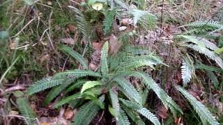 Hard Fern Blechnum spicant and its Frond Specialisation  Nature Insights [upl. by Yrrehs]