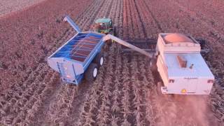 Walton Farming  Dalby  Sorghum Harvest 17 [upl. by Asiluj]