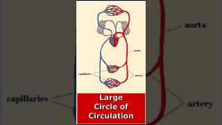 of the human circulatory system shorts heart blood system anatomy biology biology ehea [upl. by Quita]