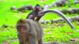 Cute Baby What Happened   Nice Clip Baby Monkey  Cute Baby  The Monkey Collective [upl. by Edyak587]