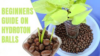 Beginners Guide on Hydroton Balls  Clay Balls For Plants  LECAExpanded Clay Pellets  Hydroponics [upl. by Cooper285]