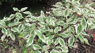 Cornus controversa Variegata svída sporná [upl. by Griffiths979]