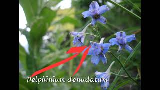 Nirvishi Delphinium denudattum Description Distribution Properties Health benefits dose [upl. by Lechar703]