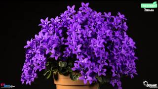 Timelapse Campanula Ambella Purple OK Plant HD [upl. by Adnilem]