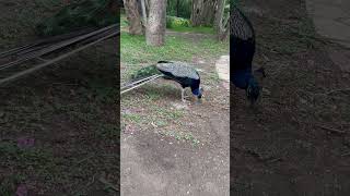 Peacocks In The Park Mayfield Park and Nature Reserve AustinTX [upl. by Erdnoed]