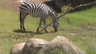 Zebras at the Dallas Zoo [upl. by Ztnahc872]