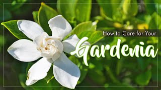 Gardenia Care  Learn How To Care For Your Gardenia Plant  Clay Soil [upl. by Ester]