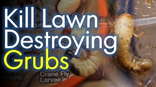 Patchy Lawns Get rid of the Grub Worms First [upl. by Elisabetta597]