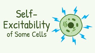 Rhythmic Self Excitation of Some Cells [upl. by Eirrej]