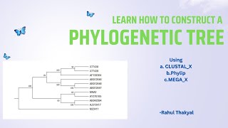 Construction of a Phylogenetic Tree  BSc Zoology  Evolutionary Biology [upl. by Lierbag746]