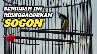 TERNYATA GACORKAN SOGON SEGAMPANG INI‼️Lihat Triknya [upl. by Shanie]