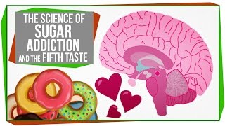 The Science of Sugar Addiction amp The Fifth Taste [upl. by Najram298]