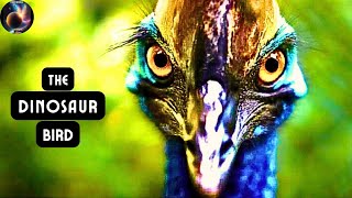 Cassowary Worlds Most Dangerous Bird [upl. by Hselin]