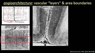 ISMRM MR Academy  High Resolution Applications Cortical Layers [upl. by Nyrual]