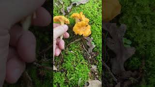 nice chanterelles in southeast missouri nature mushroom [upl. by Tews]