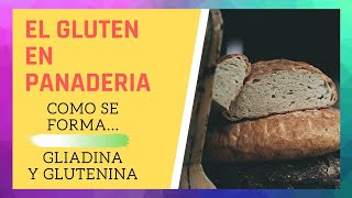 EL GLUTEN EN PANADERIA  Como se une la GLIADINA y GLUTENINA [upl. by Jahdiel]