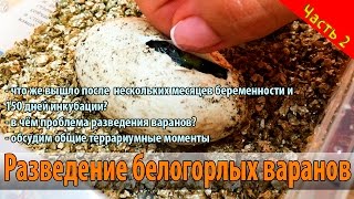 Разведение белогорлых варанов Varanus albigularis breeding Часть 2 [upl. by Reitrac]