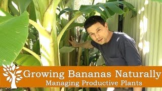 Growing Bananas Naturally  Managing Productive Plants [upl. by Aiynot]