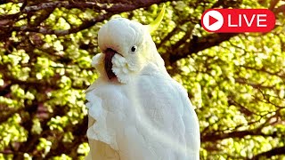 Feeding Wild Cockatoos at Home LIVE Birds amp Co of Australia LIVE Zoo [upl. by Virgy]