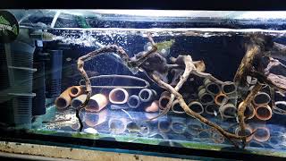 L134 pleco breeding tank at Countryside Aquatics [upl. by Enitsenre710]