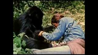 I Gorilla di Montagna il film perduto di Dian Fossey  trailer ita HD [upl. by Noside500]