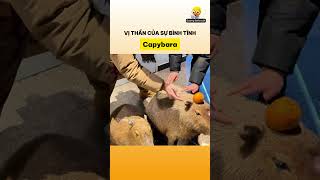 Vị thần của sự bình tĩnh Capybara [upl. by Tnecnev199]