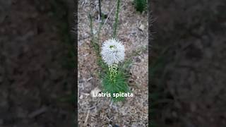 These Liatris Spicata are super fun and beautiful garden nativegarden [upl. by Bonnibelle]