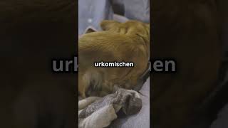 Lustige niedliche Hundewelpen [upl. by Eilesor]